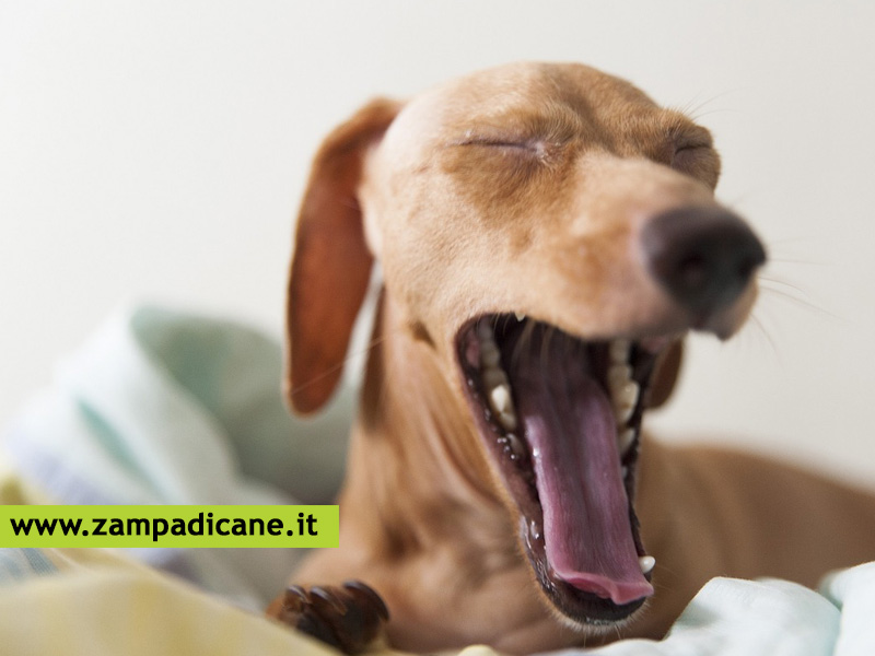 Malattie respiratorie del cane: quali sono