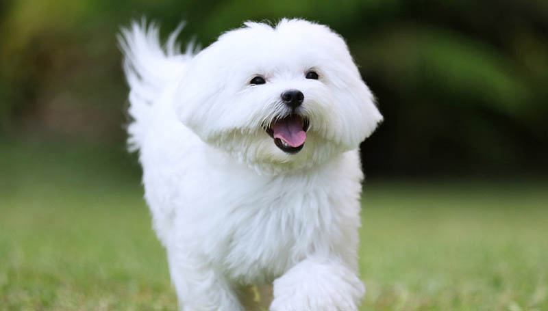 Maltese