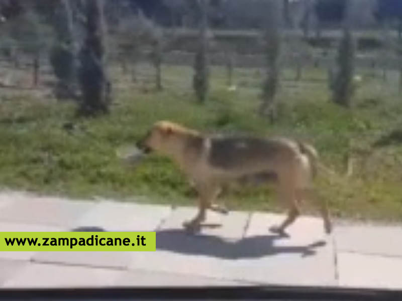 Ecco cosa fa una cagnolina mamma per sfamare i suoi cuccioli