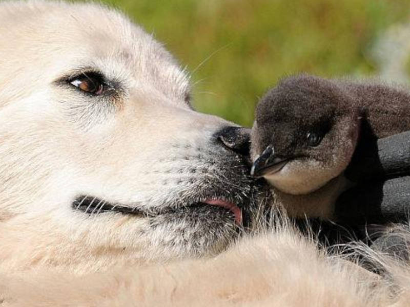 Pastori maremmani abruzzesi per difendere i piccoli pinguini dell'Australia