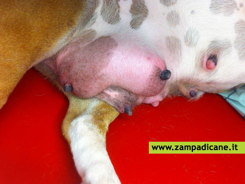La mastite nel cane: un'infiammazione che si presenta nelle cagne che allattano