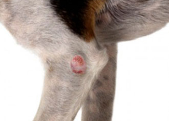 La mastocitosi nei cani: un tumore molto frequente