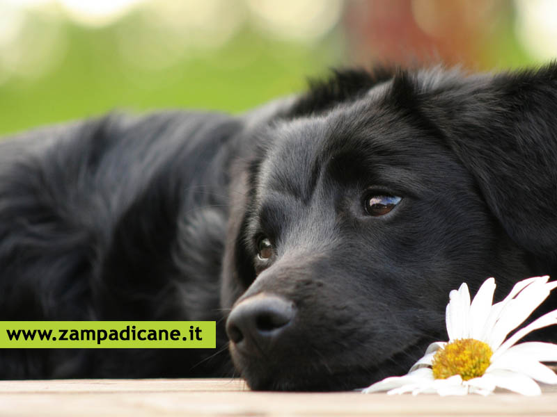 Medicina naturale per i cani: è possibile curare i tumori nel cane in modo naturale?