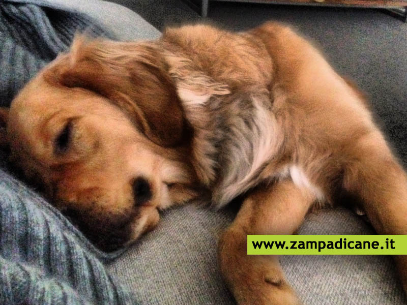 La Meningite asettica nei cani: i sintomi, gli esami e le cure da fare