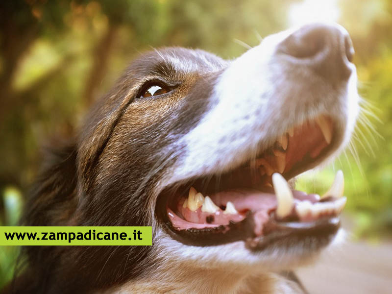 Il mese dell'igiene orale del cane