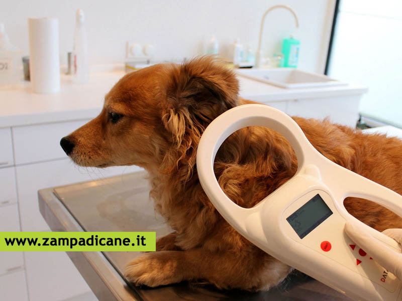 Benevento: Microchip gratuiti il 30 marzo 2019