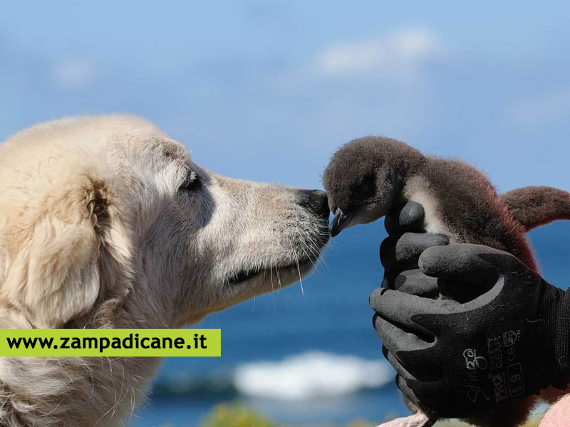 Middle Island: i cani che proteggono i pinguini