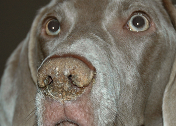 Le narici del cane sono secche