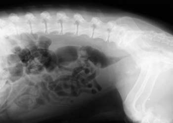 Neoplasia prostatica nel cane, una forma tumorale curabile