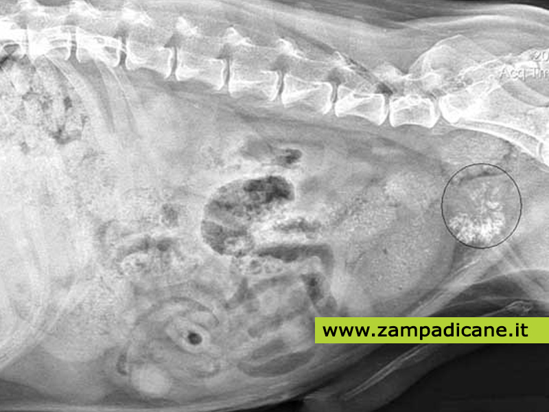 Neoplasia prostatica nel cane, una forma tumorale curabile