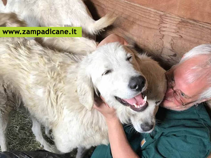 Scoppia un incendio ed il cane non si muove