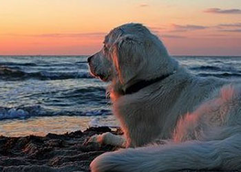 La spiaggia libera per i cani in Sardegna, ad Oristano a Torre Grande