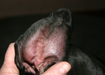 L'otoematoma nel cane, come prevenirlo e curarlo