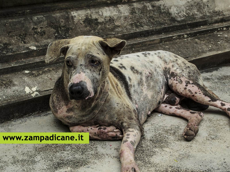 Come prevenire i parassiti nel cane