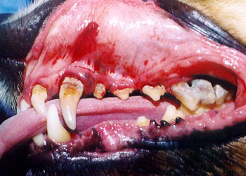 La parodontite nel cane, una patologia frequente ma facilmente curabile