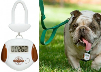 Un collare per cani che capisce se è pigro oppure allenato