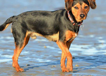 come avere il pelo del cane lucido