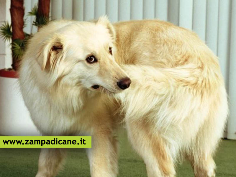 Perch il cane si morde la coda?