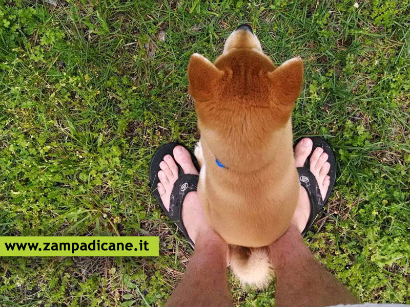 Perch ai cani piace sedersi sui piedi