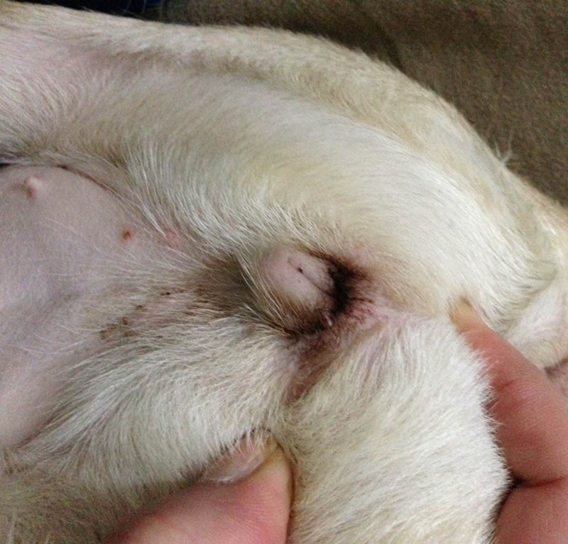 perdite vaginali nel cane femmina
