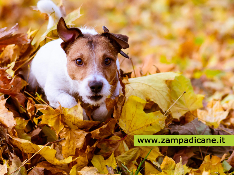 Piante invernali tossiche per i cani, le reazioni che si possono avere