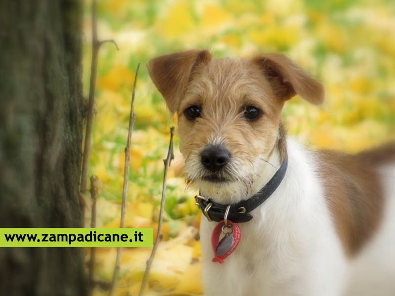 Cure omeopatiche: Ginkgo Biloba per la Retinopatia diabetica del cane