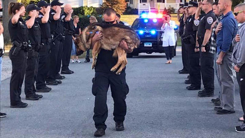 cani uccisi dalla polizia americana