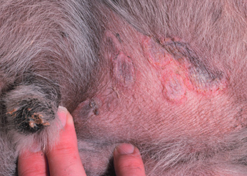 La Piodermite nel cane, una malattia della pelle comune nei cani