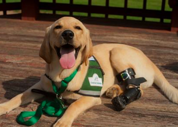 Un cane disabile che aiuta i disabili