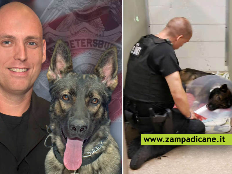 Il poliziotto con il suo collega cane ferito in un inseguimento