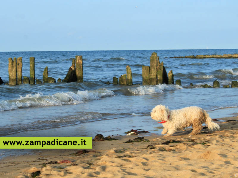 Vantaggi e svantaggi nel portare il cane al mare