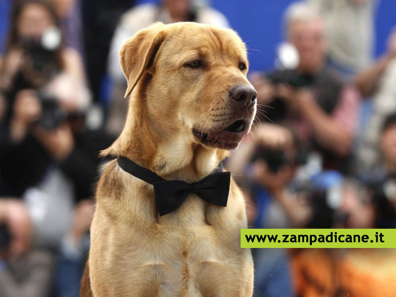 Premio cinematografico al cane attore pi bravo