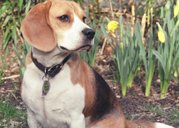 Priapismo  nel cane