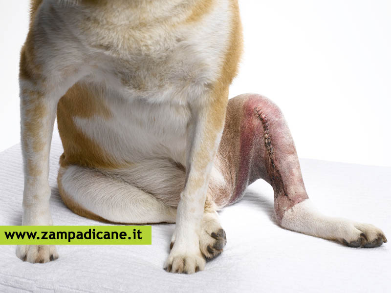 I problemi del ginocchio del cane: le varie malattie che possono colpire