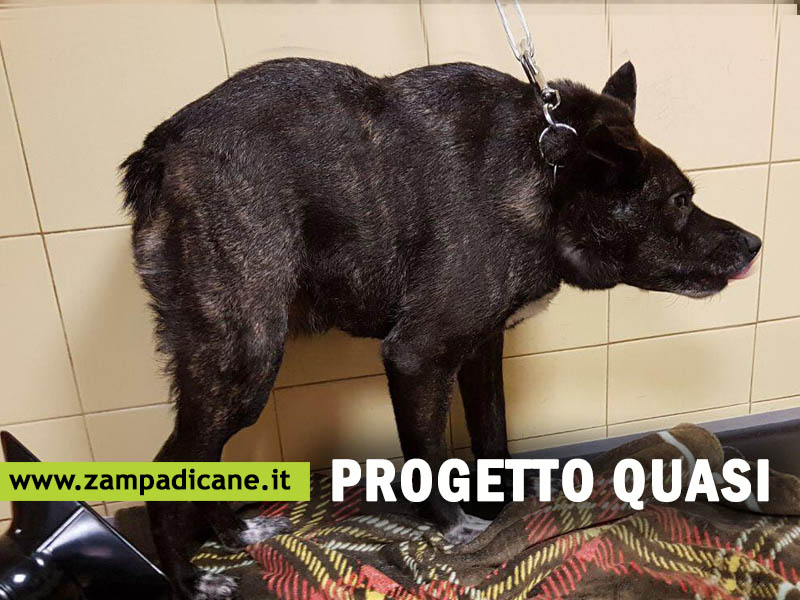 Progetto Quasi: adottare i 