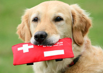 Pronto Soccorso: consigli utili per un primo intervento nelle piccole emergenze