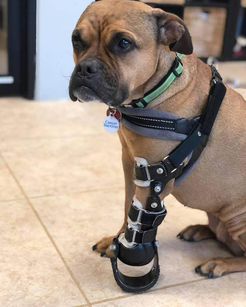 protesi per il cane
