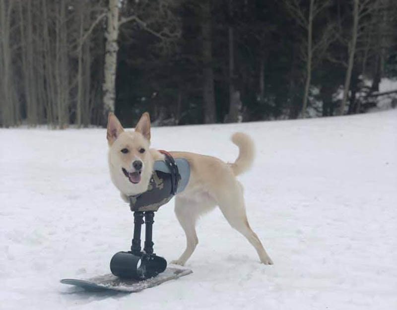 Cani che tornano a camminare grazie a delle protesi