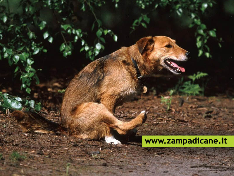 Il prurito anale nel cane: infiammazione delle ghiandole perianali canine