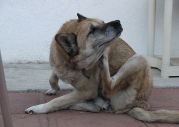 Prurito nel cane, perch si gratta spesso?