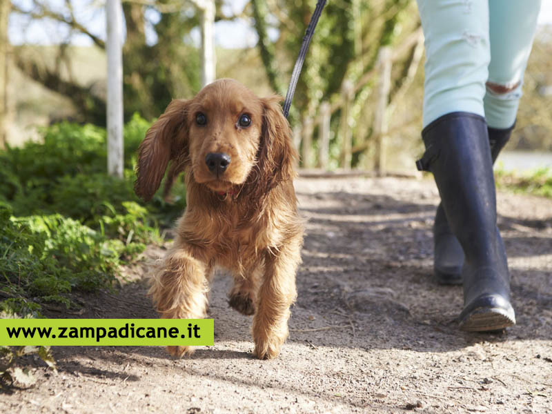 L'indole del cane: ogni cane ha il suo carattere, scopri quale ha il tuo