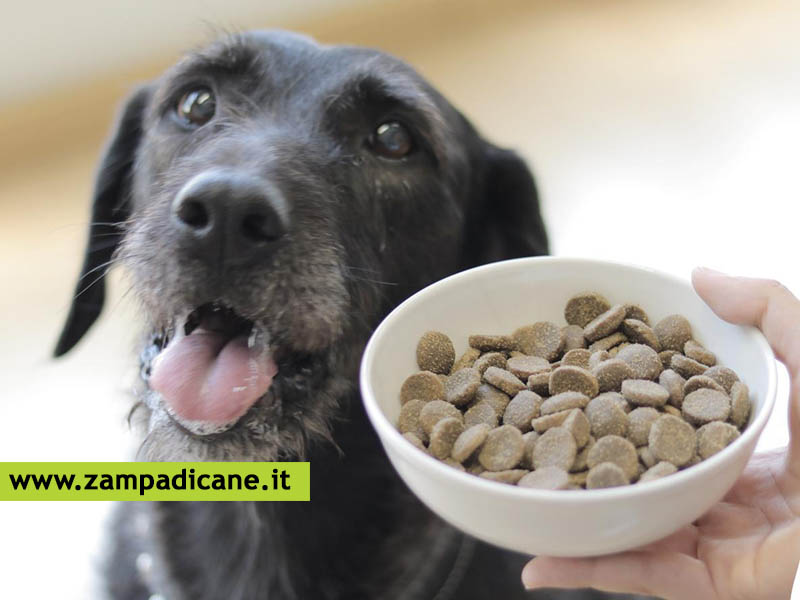 Le intolleranze alimentari nel cane