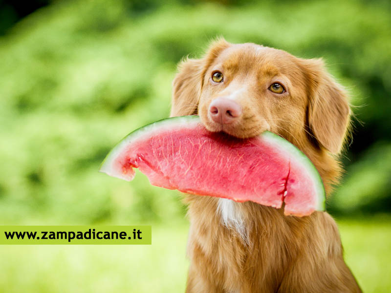 Il cane pu mangiare frutta e verdura? Si, ma quale va bene?