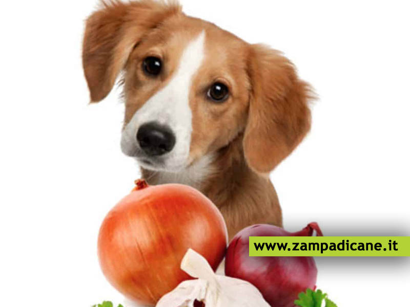 Alimenti per cani: quale verdura far mangiare al cane