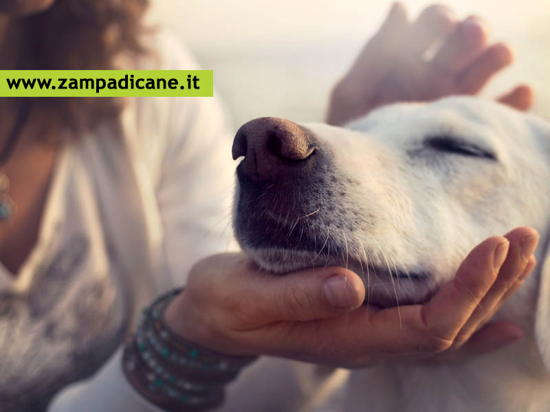 Come e quando premiare il cane 