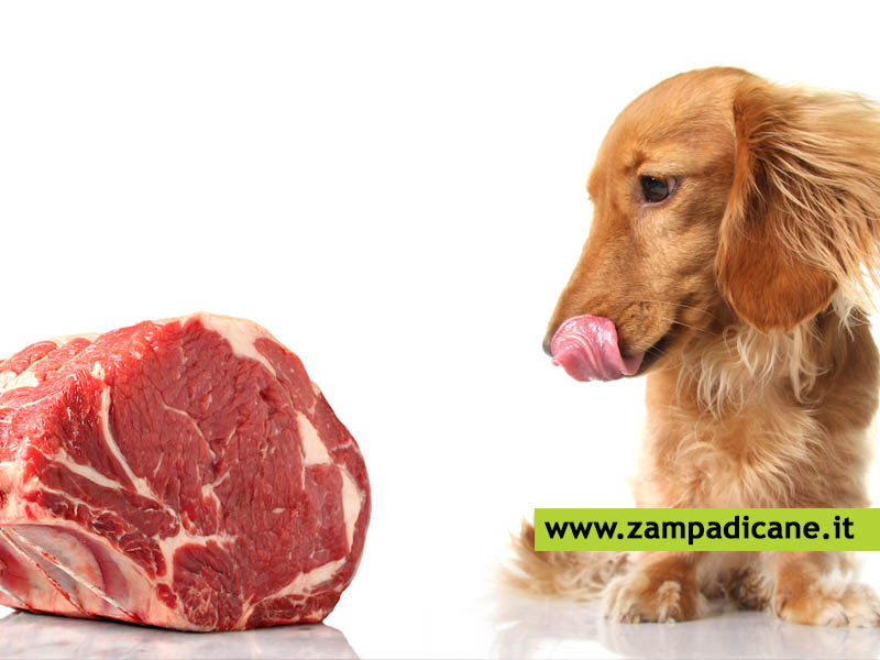 Alimenti per i cani: si alla carne ma non tutti i giorni