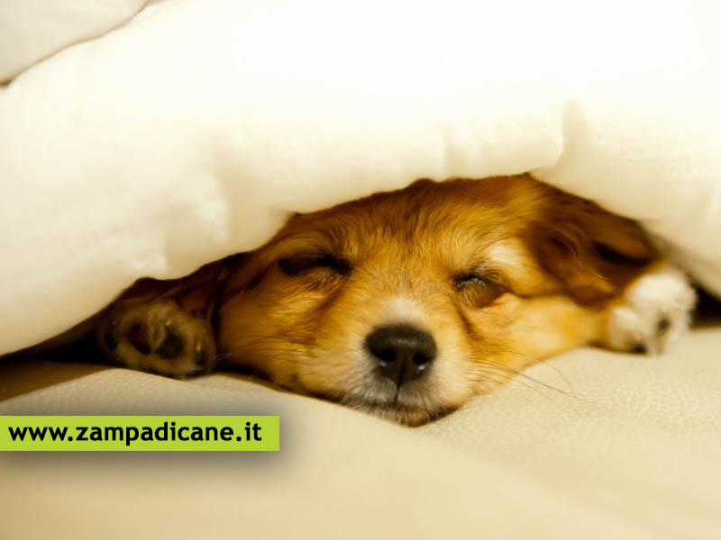 Quanto dormono i cani al giorno?