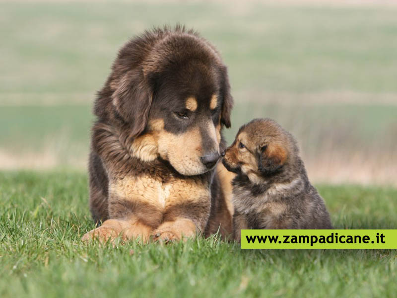 Come calcolare gli anni del cane