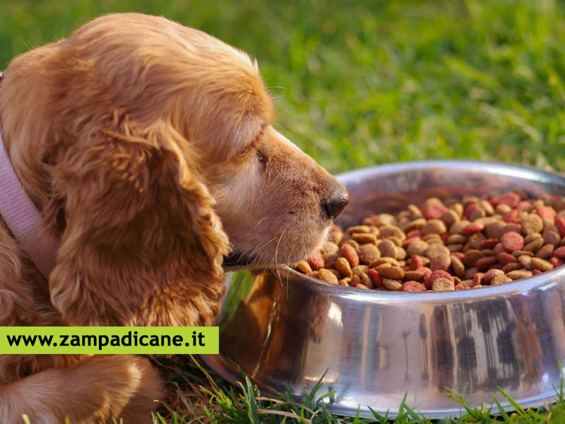 Quanto deve mangiare un cane, dosi ed alimenti corretti