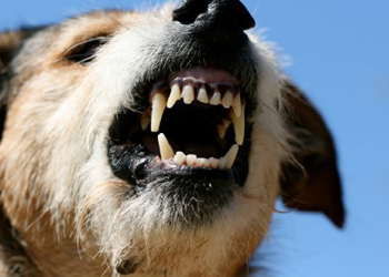 La rabbia, una malattia virale che si previene con il vaccino per cani